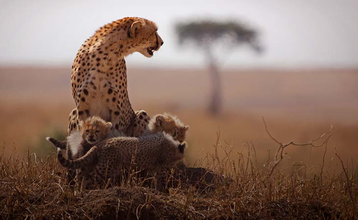 Africa
